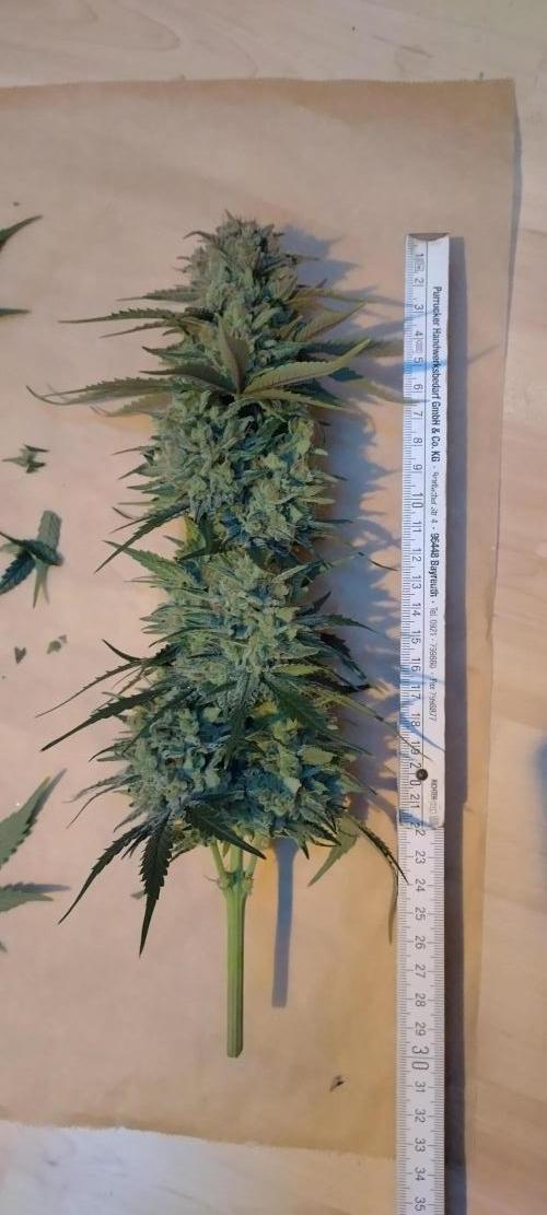 Sour Jealousy Auto 7 Gallon Growbag. Week 11