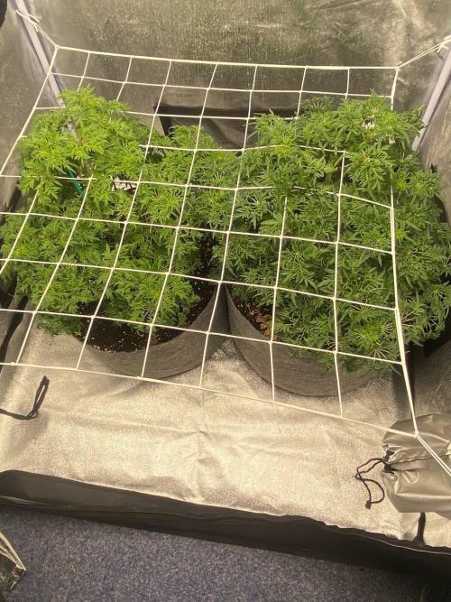 freak show growing 5 month veg. Week 7