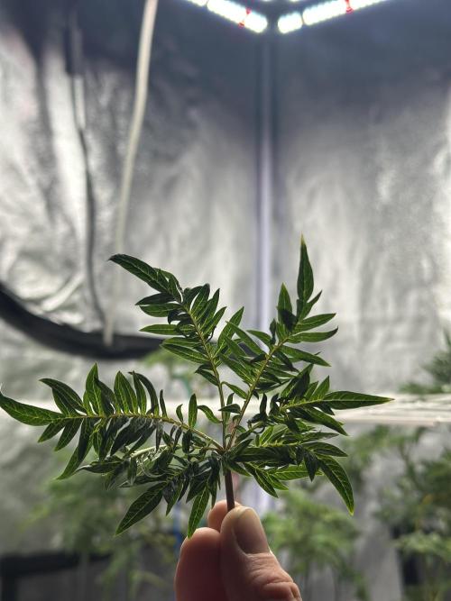 freak show growing 5 month veg. Week 7