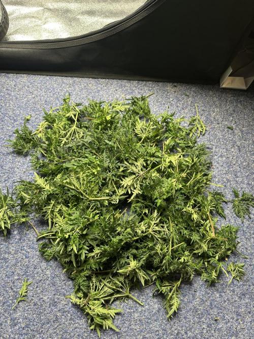 freak show growing 5 month veg. Week 7