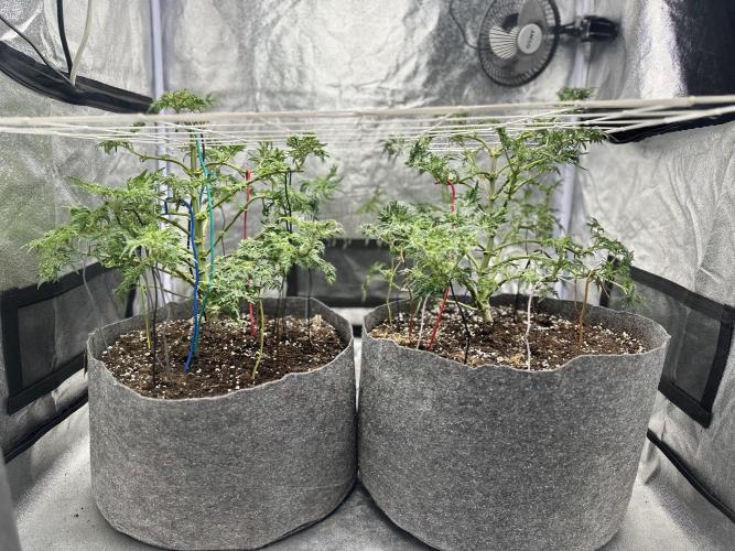 freak show growing 5 month veg. Week 7