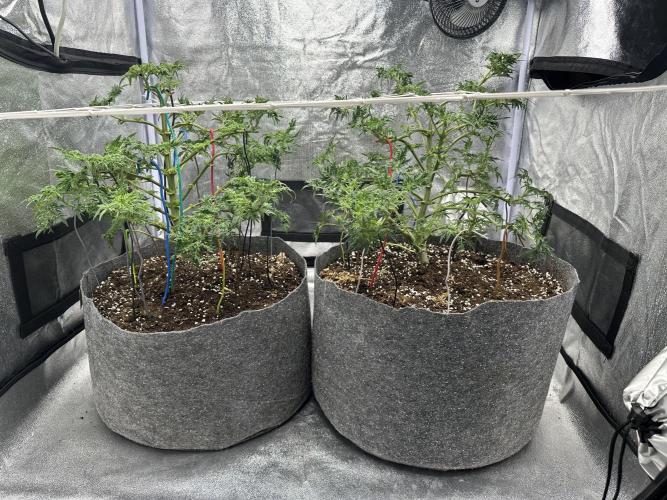 freak show growing 5 month veg. Week 7