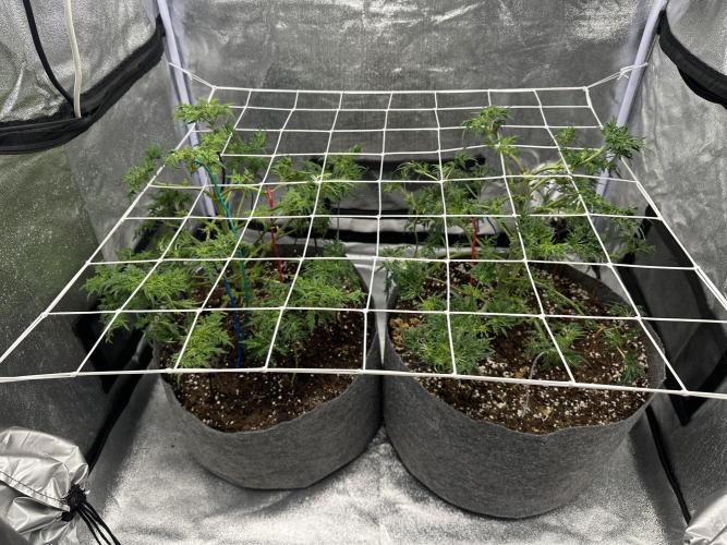 freak show growing 5 month veg. Week 7