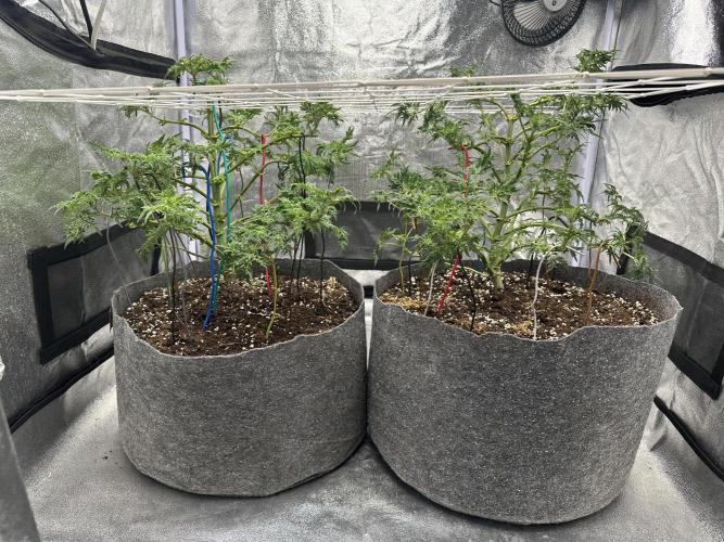 freak show growing 5 month veg. Week 7