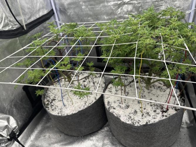 freak show growing 5 month veg. Week 11