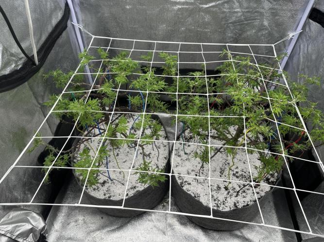 freak show growing 5 month veg. Week 11