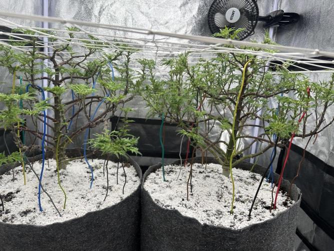 freak show growing 5 month veg. Week 11