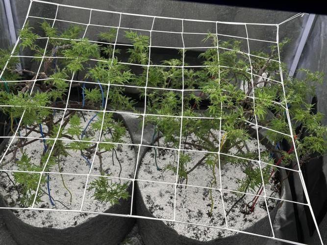 freak show growing 5 month veg. Week 11