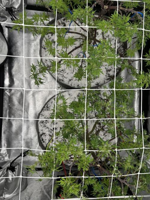 freak show growing 5 month veg. Week 11