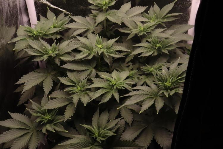 First grow Black Domina. Week 7