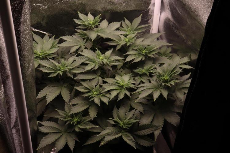 First grow Black Domina. Week 7