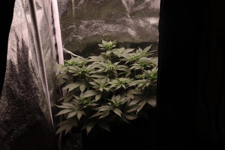 First grow Black Domina. Week 7