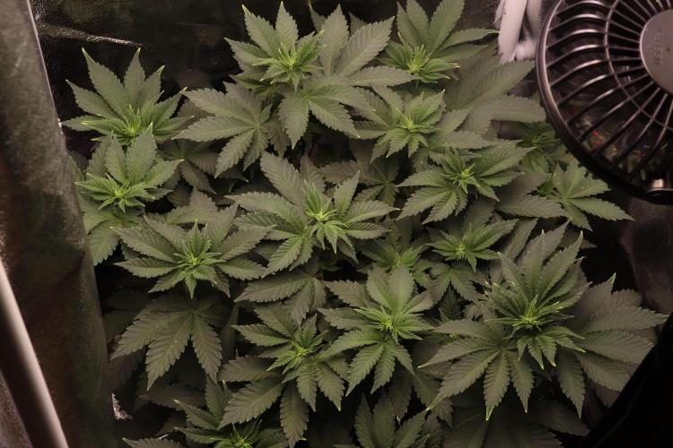 First grow Black Domina. Week 7