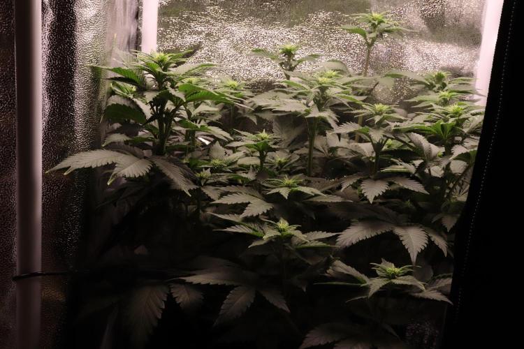 First grow Black Domina. Week 8