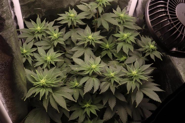 First grow Black Domina. Week 8