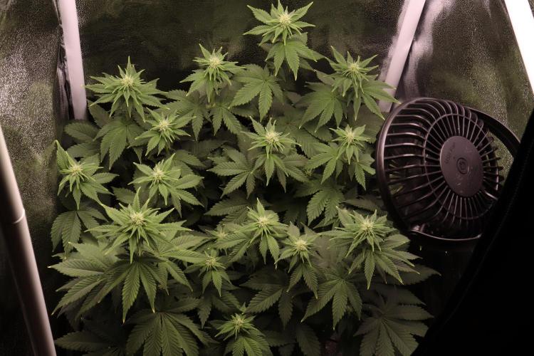 First grow Black Domina. Week 9