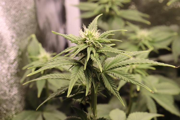 First grow Black Domina. Week 9