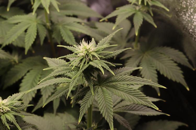 First grow Black Domina. Week 9