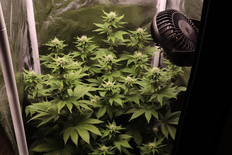 First grow Black Domina. Week 10