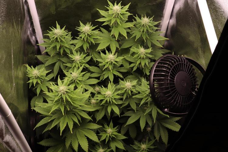 First grow Black Domina. Week 10