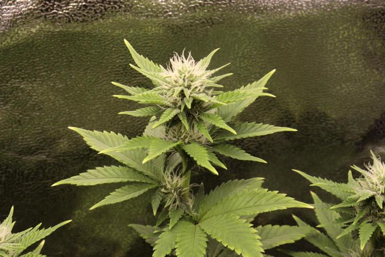 First grow Black Domina. Week 10