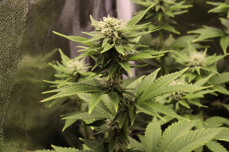 First grow Black Domina. Week 10