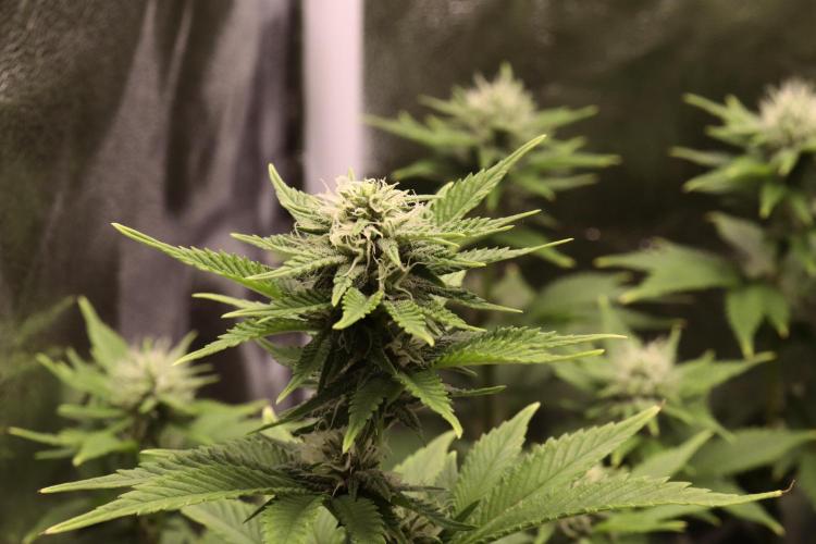 First grow Black Domina. Week 10