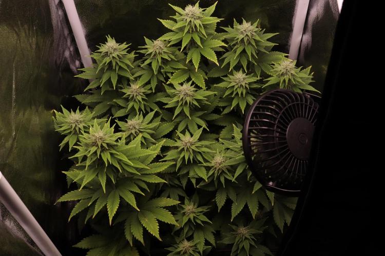 First grow Black Domina. Week 11