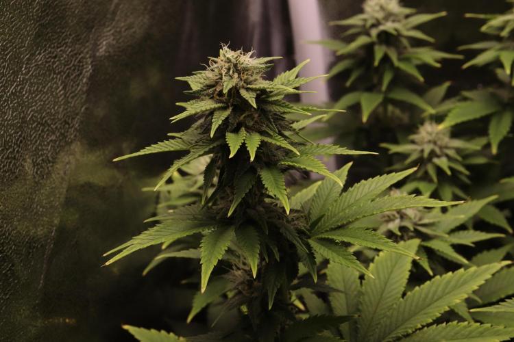 First grow Black Domina. Week 11