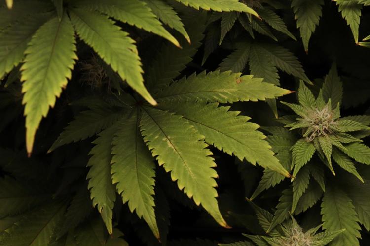 First grow Black Domina. Week 11