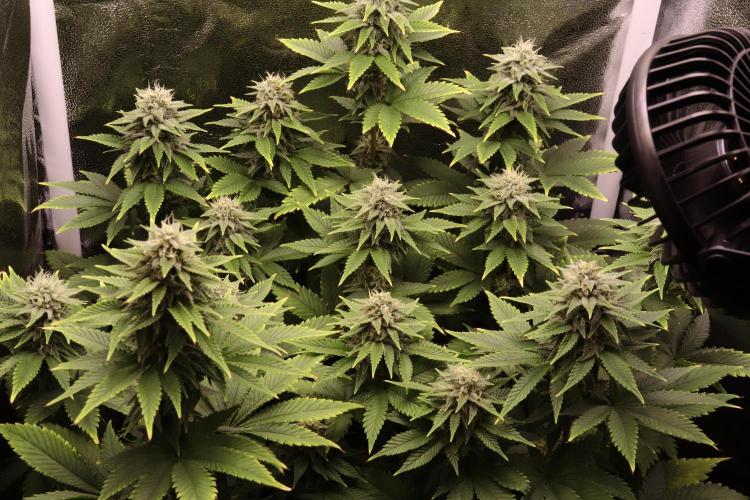 First grow Black Domina. Week 12