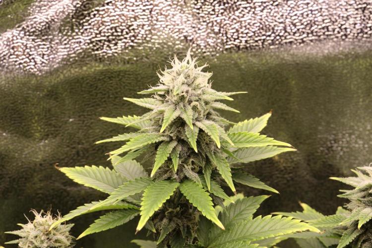 First grow Black Domina. Week 12