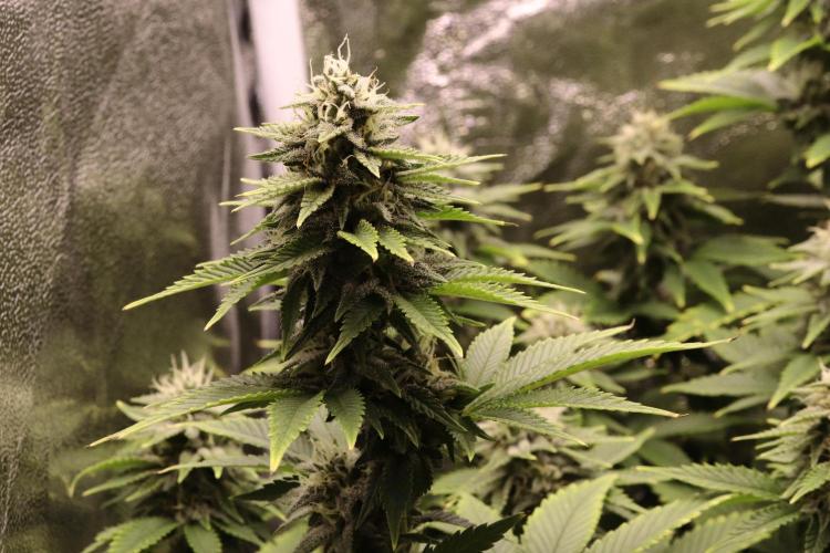 First grow Black Domina. Week 12