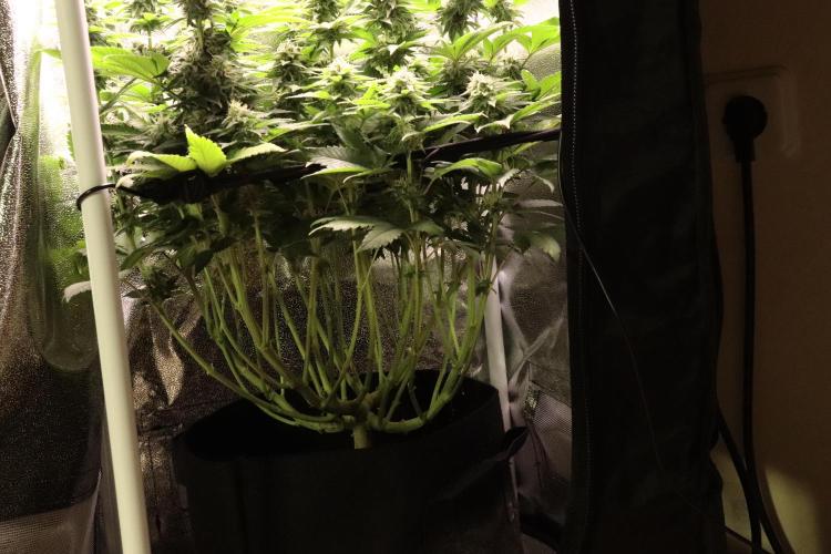 First grow Black Domina. Week 12