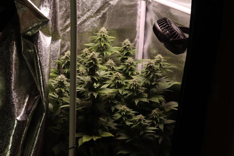 First grow Black Domina. Week 12