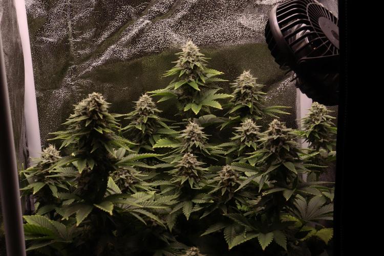 First grow Black Domina. Week 13