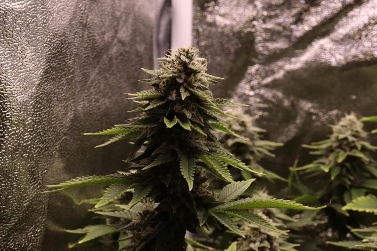 First grow Black Domina. Week 13