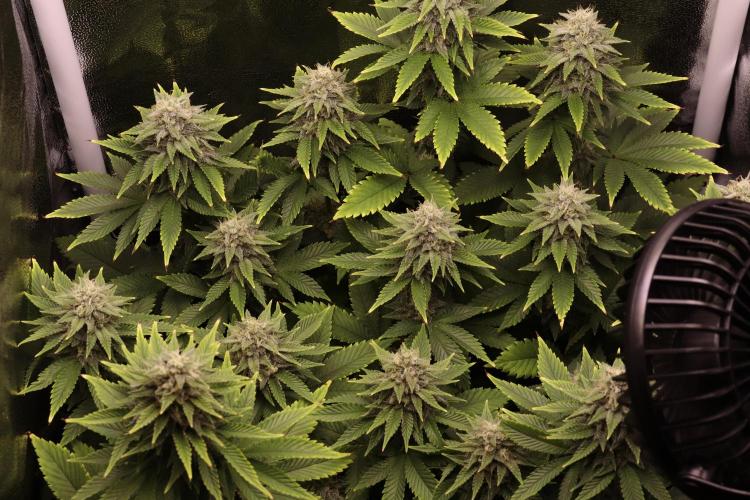 First grow Black Domina. Week 13