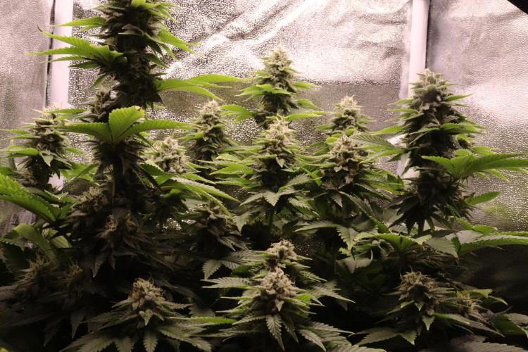 First grow Black Domina. Week 13