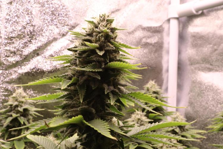 First grow Black Domina. Week 13