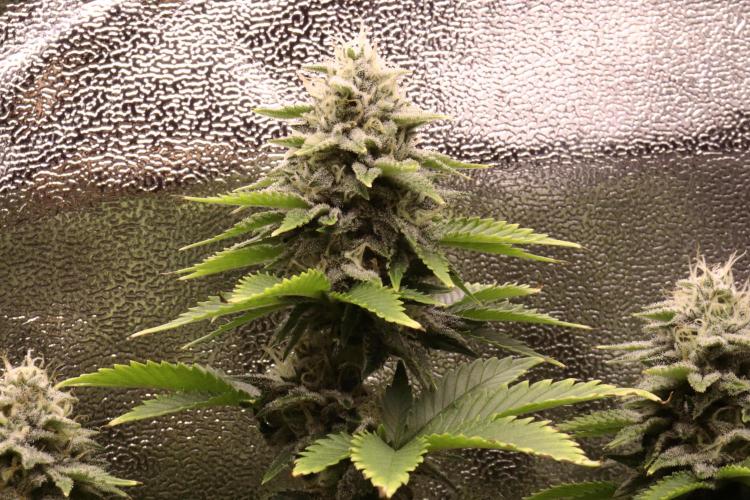 First grow Black Domina. Week 13