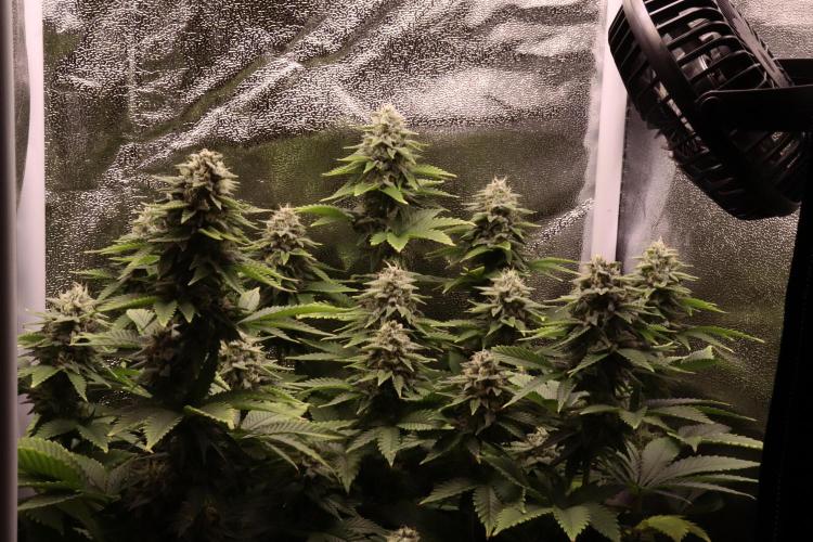 First grow Black Domina. Week 13