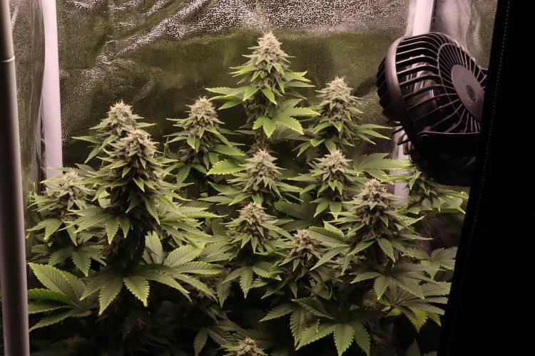 First grow Black Domina. Week 13