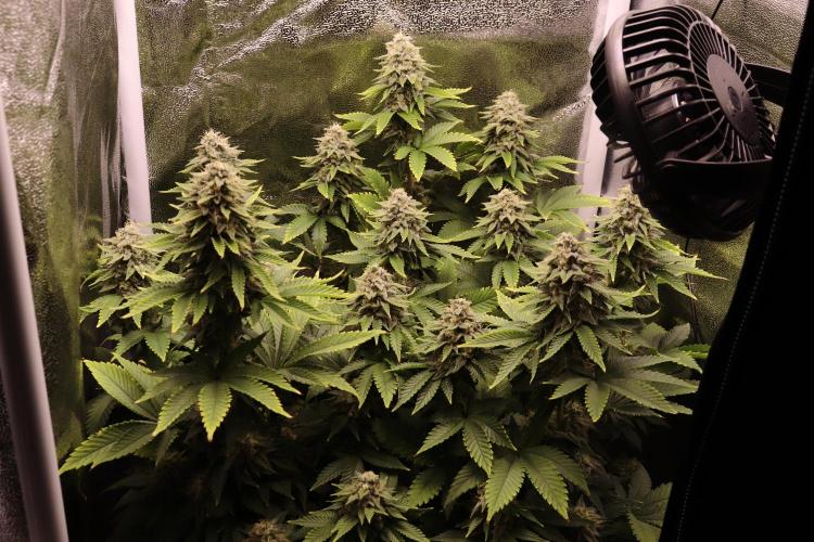 First grow Black Domina. Week 14