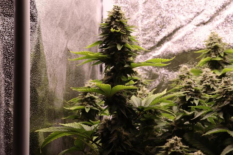 First grow Black Domina. Week 14