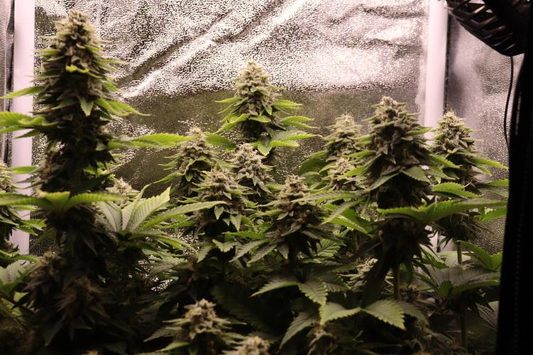 First grow Black Domina. Week 14