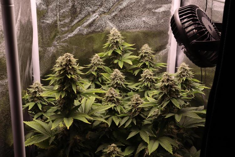 First grow Black Domina. Week 14