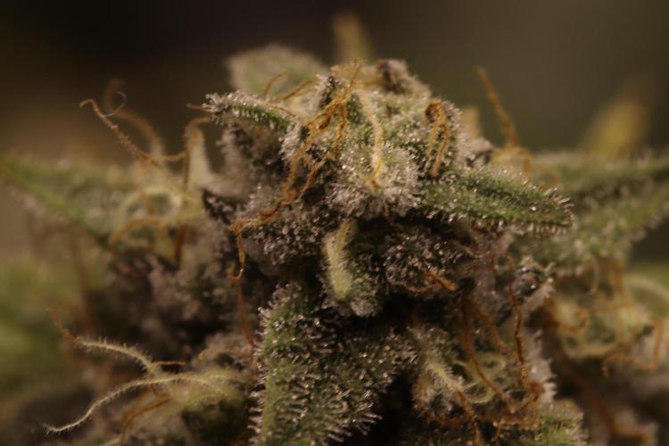 First grow Black Domina. Week 14