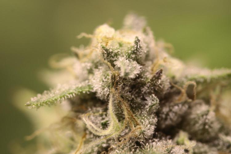 First grow Black Domina. Week 14