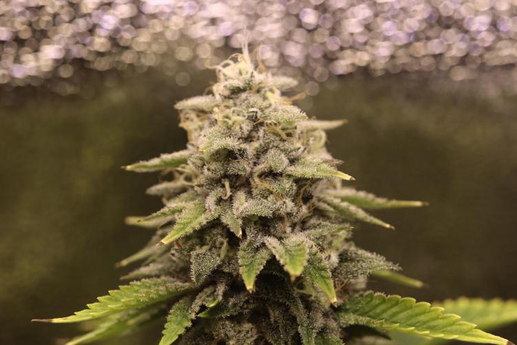 First grow Black Domina. Week 14